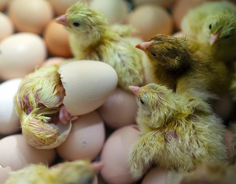 Texas A&M Study Predicts Long-Term Drop In Chicken Fertility Rates