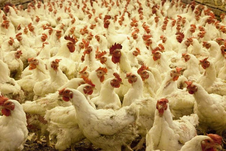 CDC confirmed two human cases of avian influenza in Washington State