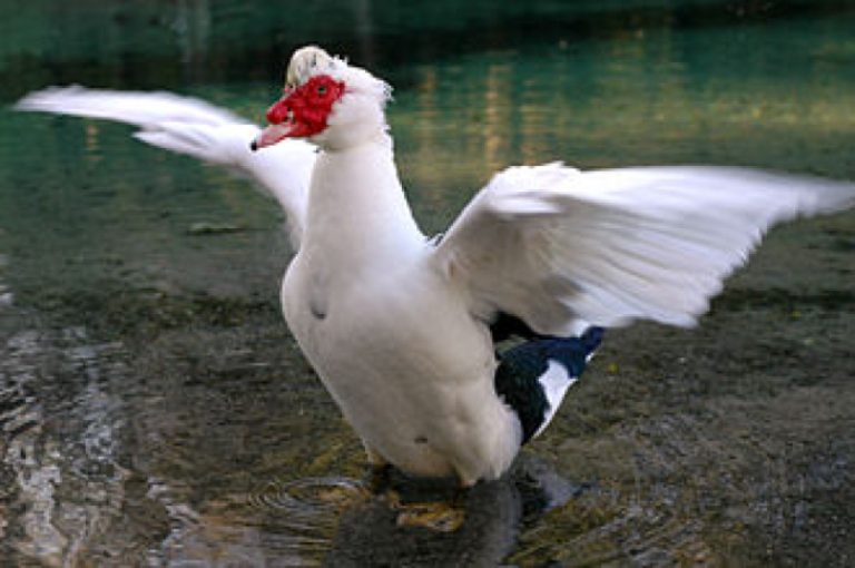 First Case of Highly pathogenic avian influenza H5N9 Reported in California