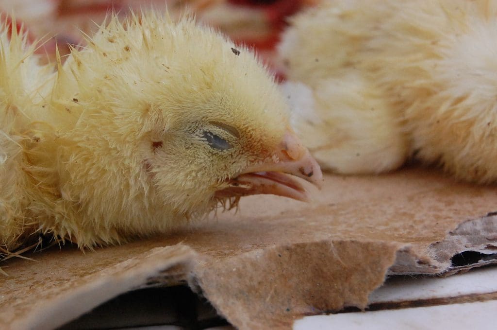 USDA confirmed highly pathogenic Avian influenza in Tennessee ...