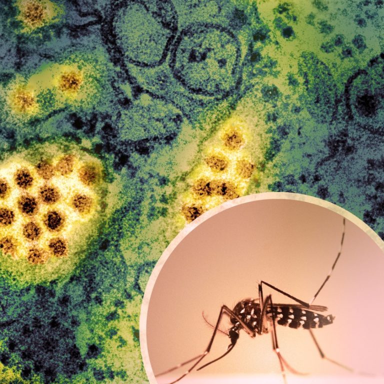 Oxitec Launched Sparks™, a Commercial Platform to Scale Dengue-Blocking Wolbachia Solution, Aiming to Protect One Billion People by 2040
