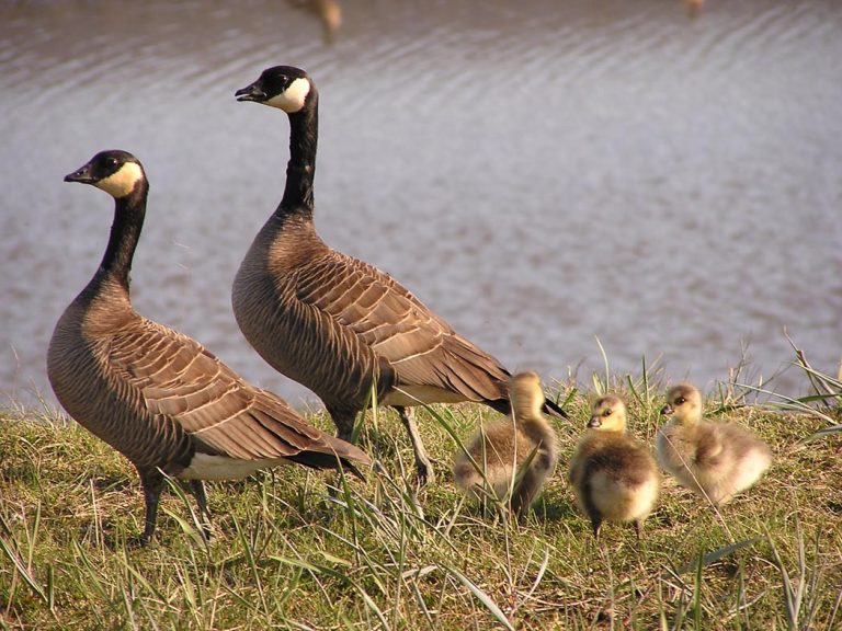 Minnesota Officials investigating avian influenza waterfowl deaths across southern Minnesota
