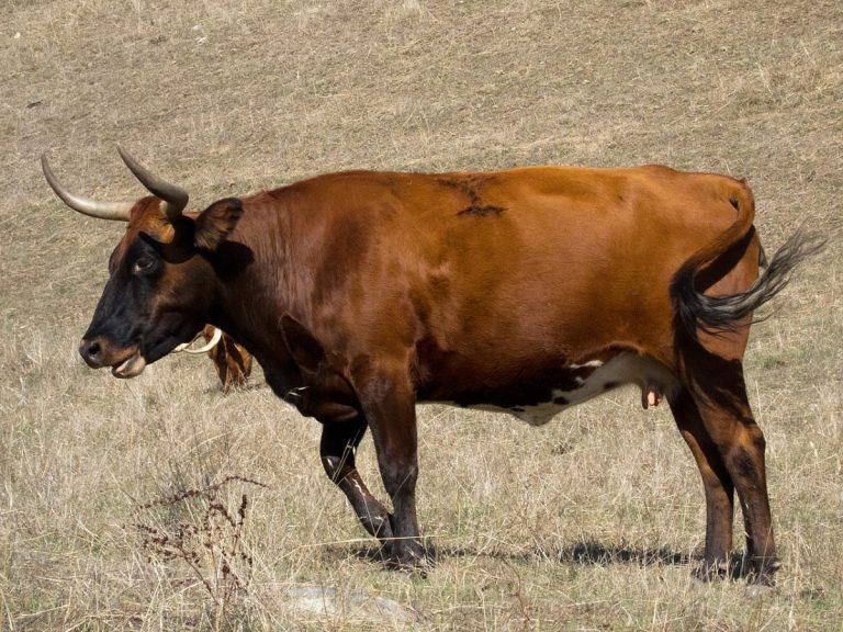 U.S. suspended Mexican cattle imports after New World screwworm case