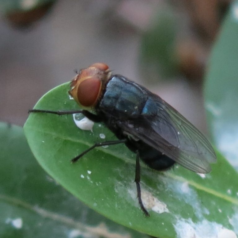USDA Approved Emergency Funding to Protect U.S. Livestock and Animals from New World Screwworm