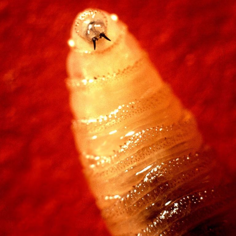 Texas Officials Encouraged Monitoring, Reporting of Animals Affected by New World Screwworm