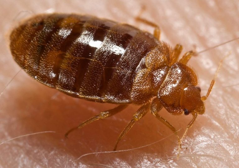 Study maps bed bugs’ genomes in unprecedented detail to find out why they won’t die