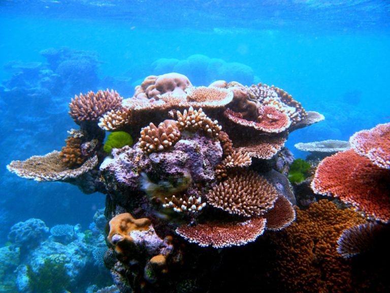Scientists developed coral-inspired material to revolutionize bone repair