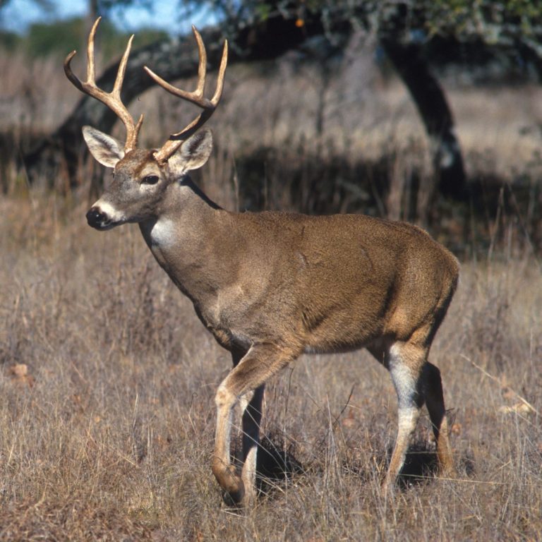 Two Hunters from the Same Lodge Afflicted with Sporadic CJD: Is Chronic Wasting Disease to Blame?