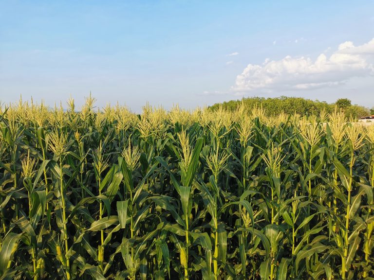 Arnel Hallauer became director of ISU’s maize breeding program