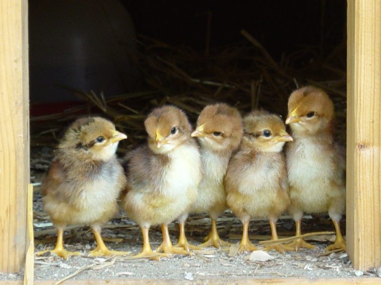 Arizona Agriculture Officials report poultry tested positive for Avian Influenza at Fourth commercial farm