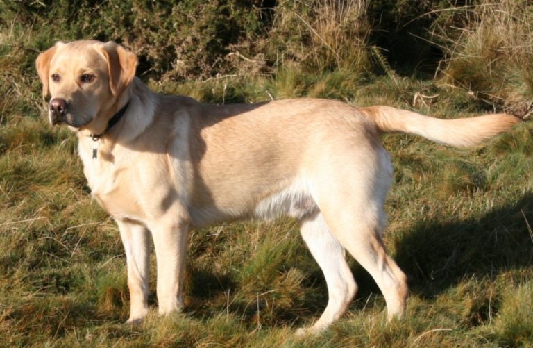 Scientists identify genes that make humans and Labradors more likely to become obese