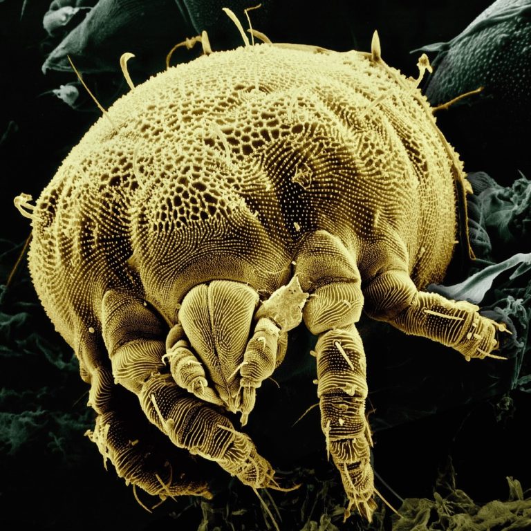 FDA approves ODACTRA® for the treatment of house dust mite allergy in young children