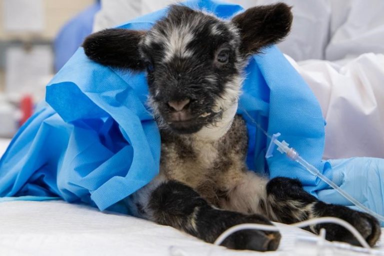 World first procedure fixes lamb’s leaky heart
