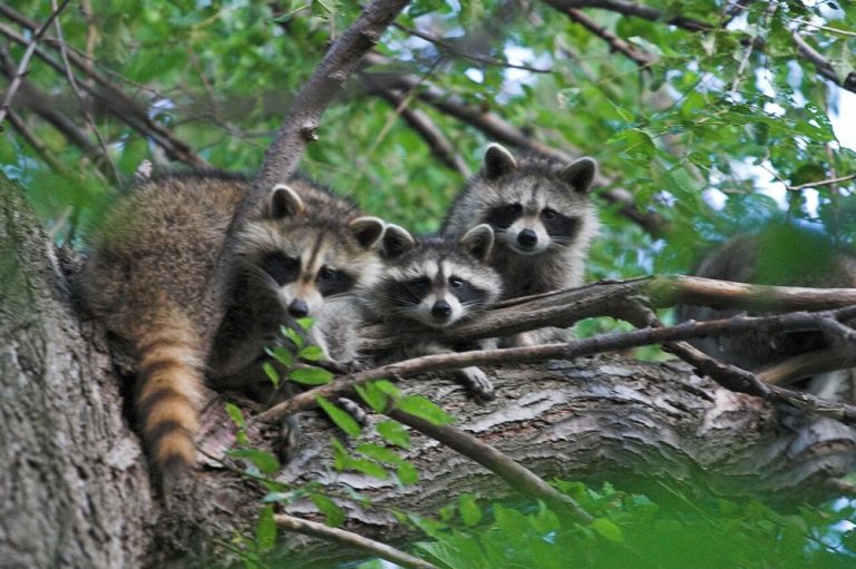 Cornell Study confirmed mammal-to-mammal avian flu spread