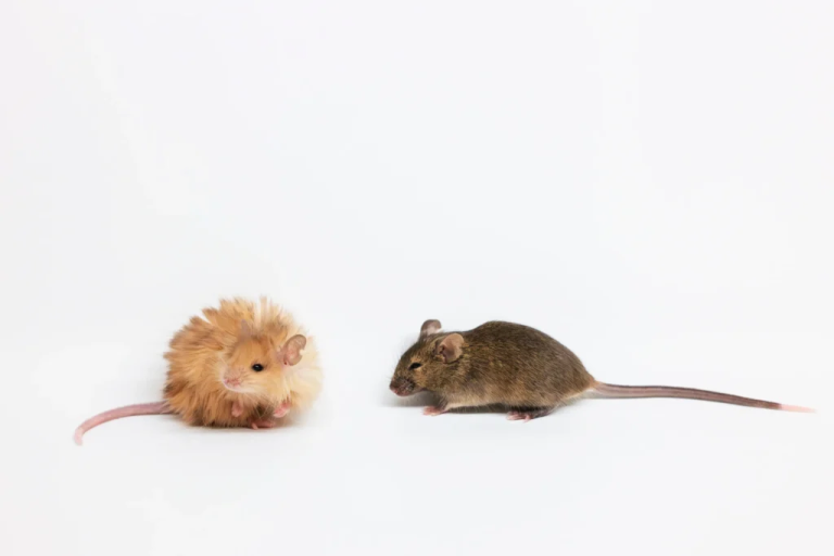 Scientists from Colossal Biosciences genetically engineer mice with extinct woolly mammoth