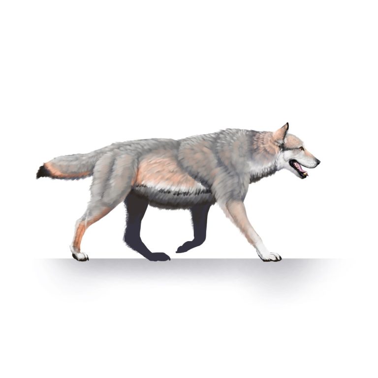 Colossal Biosciences announces de-extinction of dire wolf