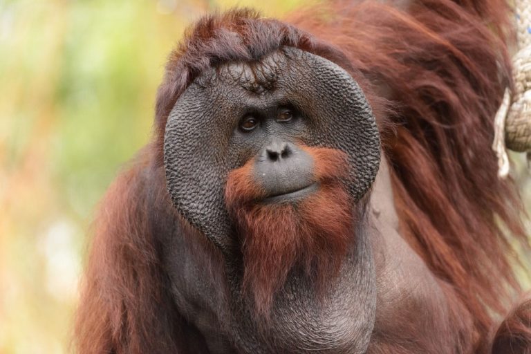 Six ape genomes sequenced telomere-to-telomere