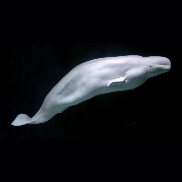 tularemia Identified in stranded beluga whales in Cook Inlet, Alaska
