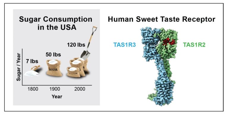 Scientists Unveil the Structure of the Receptor Responsible for How We Taste Sweetness
