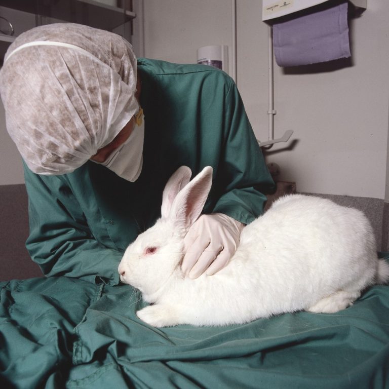 FDA Announces Plan to Phase Out Animal Testing Requirement for Monoclonal Antibodies and Other Drugs