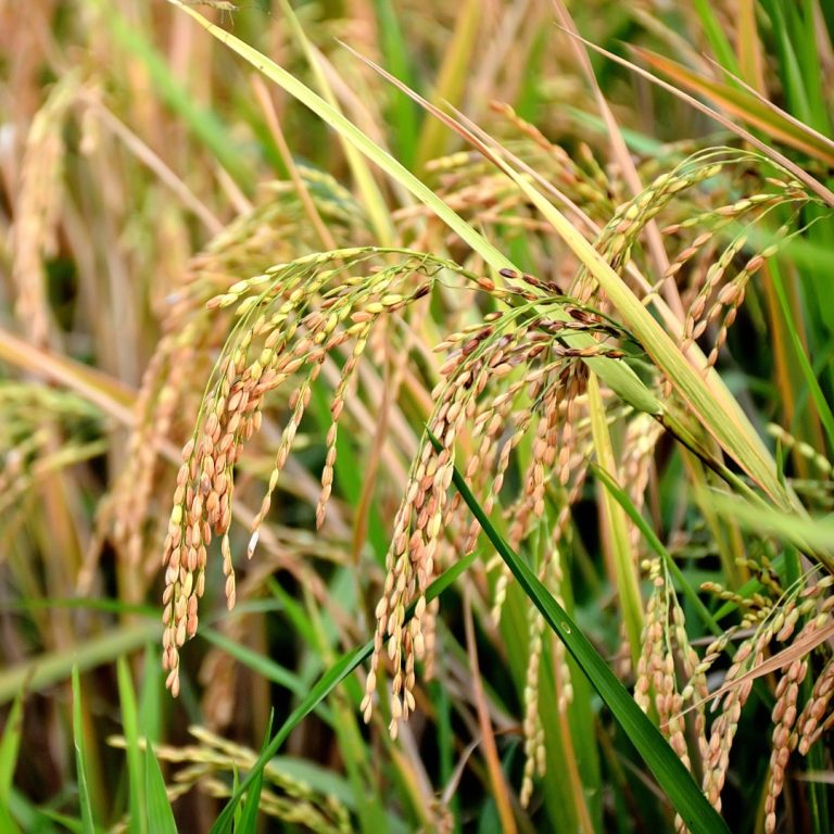 Agriculture Minister Announces Two Genome-Edited Rice Varieties Developed in India, a World First