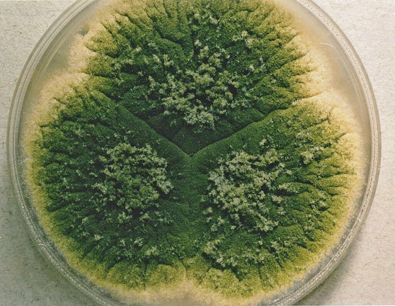 Penn engineers turn toxic fungus into anti-cancer drug
