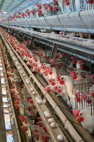 Arizona Department of Agriculture reports Avian Influenza Detected at commercial farm
