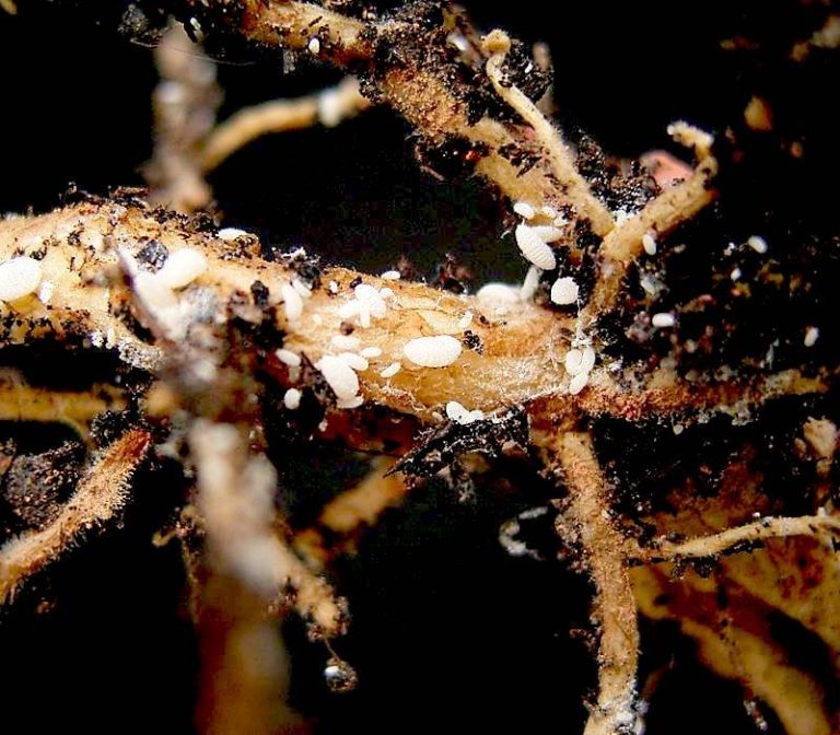 APHIS Deregulates First Pale Cyst Nematode-Infested Field in Program History
