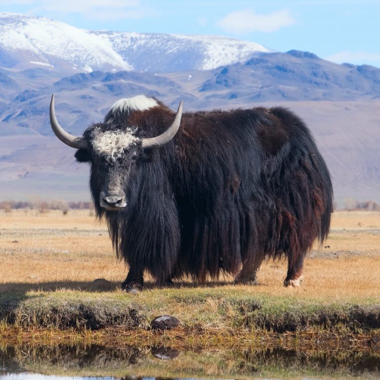 Chinese scientists successfully clone yak