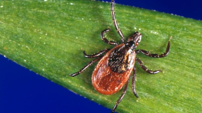 Tick, Tick, Boom: Never-Before-Seen Images of Tick-Borne POWV Virus Could Light Fuse for New Treatments