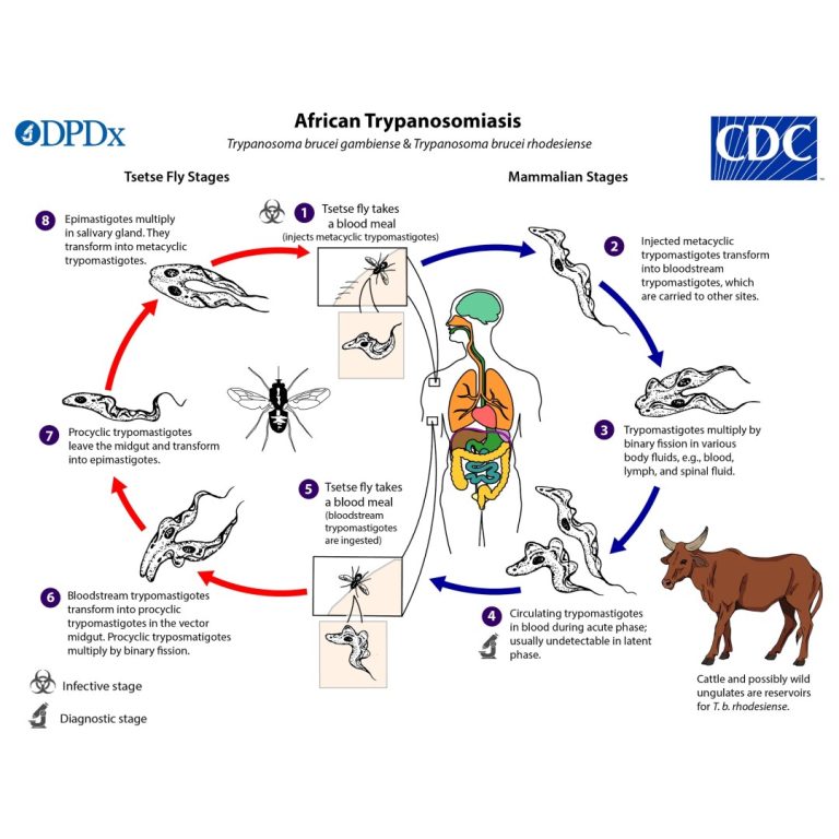 Kenya achieves elimination of human African trypanosomiasis or sleeping sickness as a public health problem