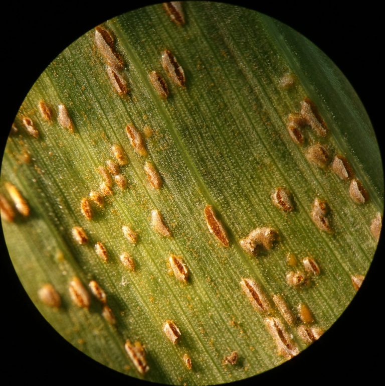 Corn diseases lurk in bumper US crop, threatening yields
